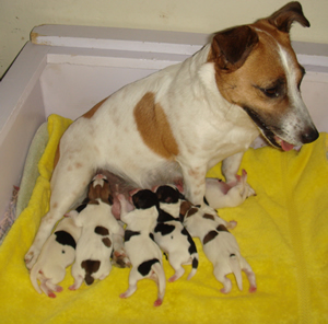 Elsie and Puppies